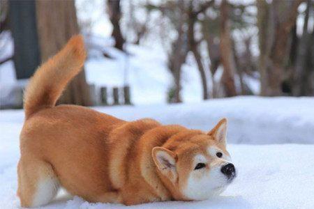 柴犬为什么突然乱跑