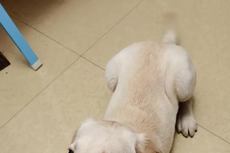 母狗产后二十天不想吃饭怎么办