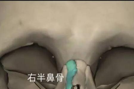 佐串骨与辅角骨的区别