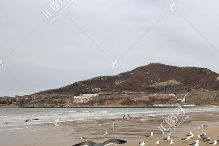 为什么南方海边没有海鸥