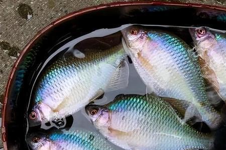 鳑鲏鱼能活多久