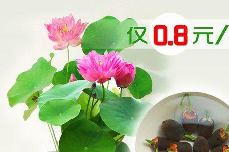荷花种子为什么长出荷叶