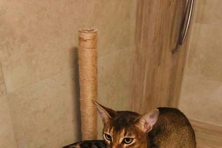 阿比和豹猫哪个好