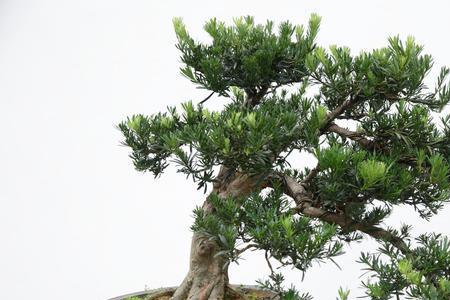 罗汉松生白蚁怎么处理