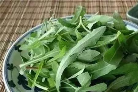 上海话中的塔苦菜学名是什么