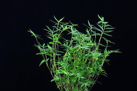 米竹盆景的养殖方法和注意事项