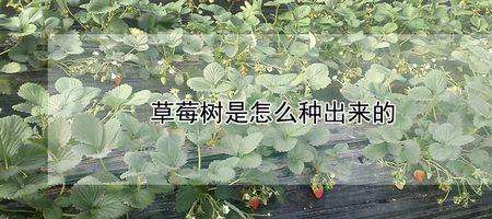 草莓树一天不浇水就枯萎