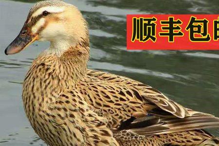 刀鸭和麻鸭有什么区别