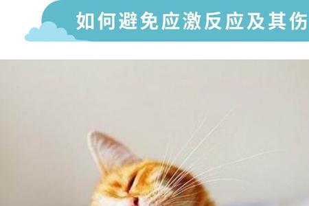 猫应激了几天后会死
