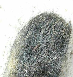 猪宝是哪个部位