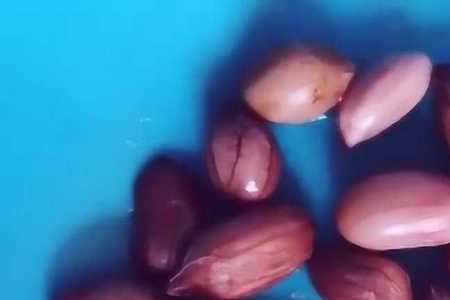 花生怎么开饵