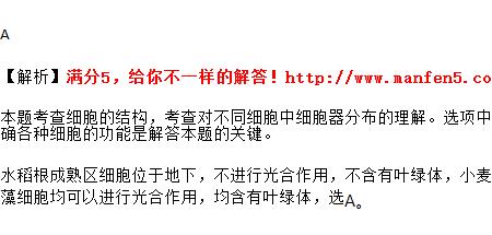 高中生物叶绿体的功能