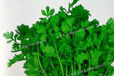 香菜结籽未成熟就落籽什么原因