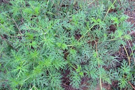 老鸹草和老鸹筛是一种植物吗