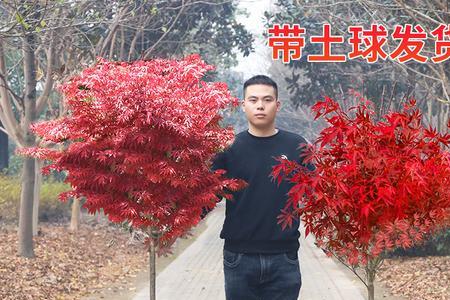 红枫树叶子有蛆怎么办