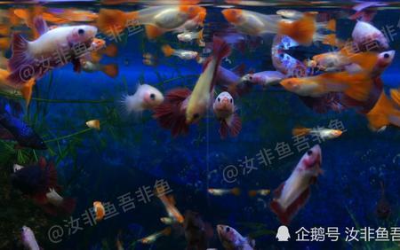斗鱼鱼食和孔雀一样么