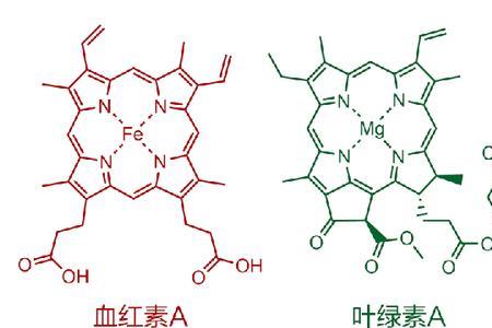 叶绿素分子的大小