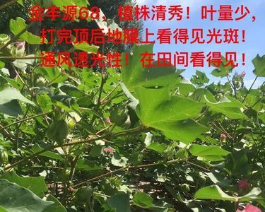 耕野168棉花品种