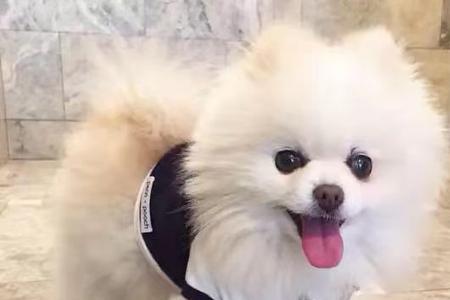 博爱犬和茶杯犬谁活的寿命长