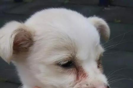 成年狗狗得犬瘟容易好吗