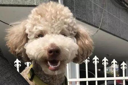 龙猫和泰迪哪个更聪明
