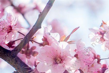 桃花里面的东西是什么