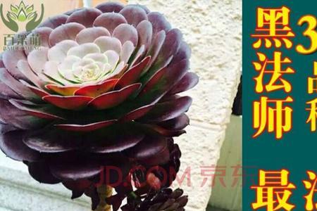 欧嘉莉多肉法师夏季好养吗