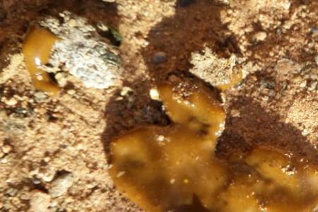 牛粪便里有白色虫子是什么虫