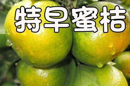 云南蜜橘可以存放多久