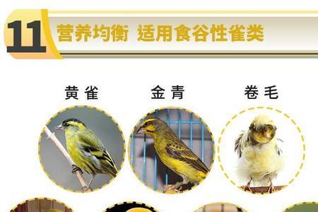 金丝雀和金丝燕的区别