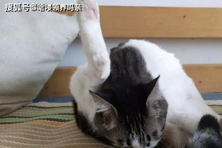 猫咪姨妈为什么会到处大小便