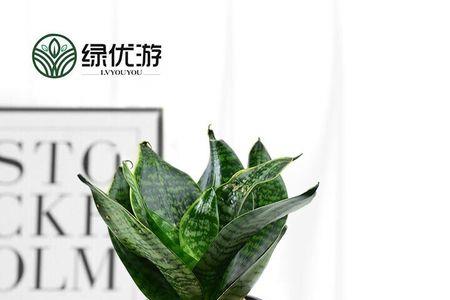矮脚虎皮兰能不能长大