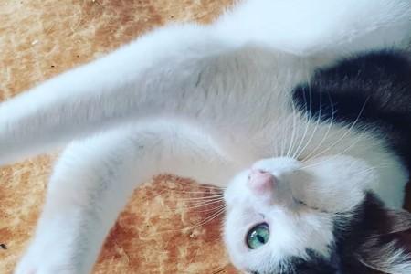 4度猫咪会冷吗