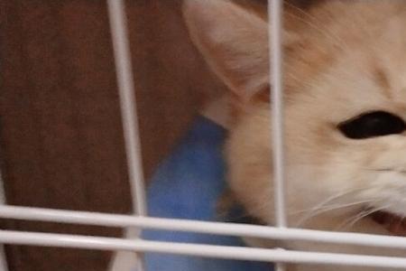 不理猫咪他一直叫是什么意思