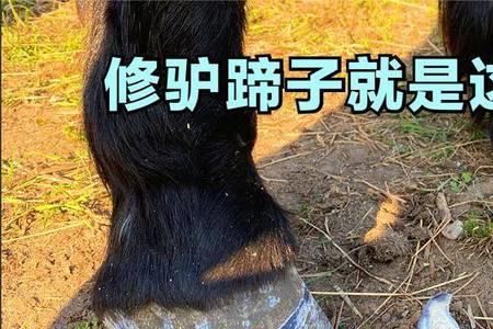 修驴蹄子为什么要用黄油