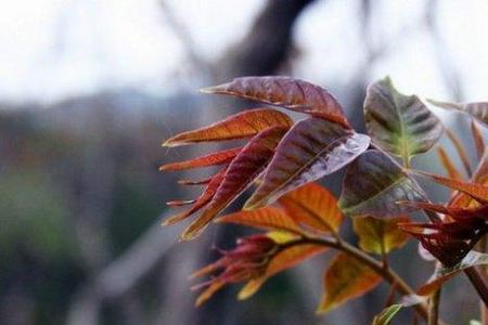 香椿芽在什么树上长的