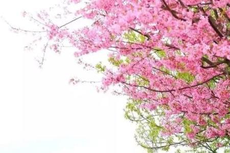 愿所有花开不负归期的意思