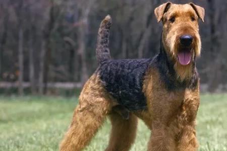 短毛梗犬品种大全