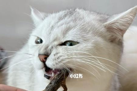 猫咪饿一天会听话不