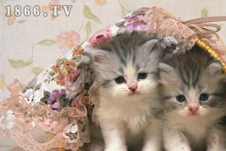 小猫是什么意思