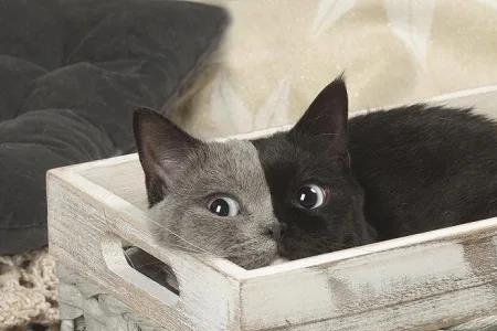 一个月的阴阳猫新手怎么养