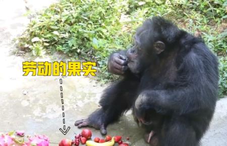 猩猩最怕什么线