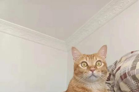 怎么分辨橘猫和金渐层小时候