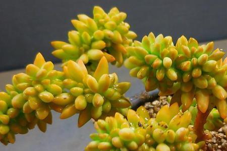 多肉黄丽如何长侧芽