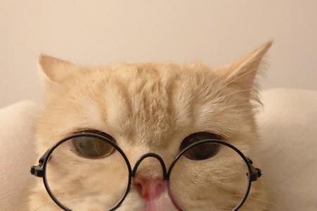 猫为什么拍小猫头