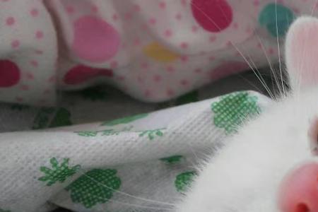 小猫和小兔谁的眼睛是红的