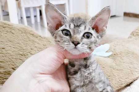 德文卷毛猫会发腮吗
