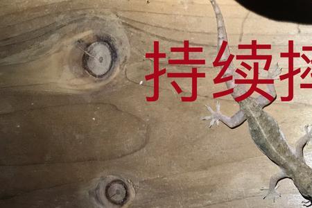 壁虎会把蟑螂整个头吃了吗