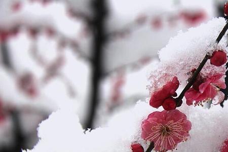 映雪红梅是什么意思