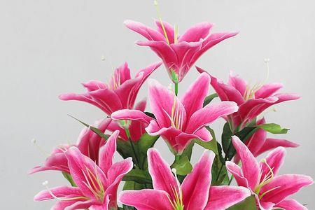 粉色白百合花多少朵合适